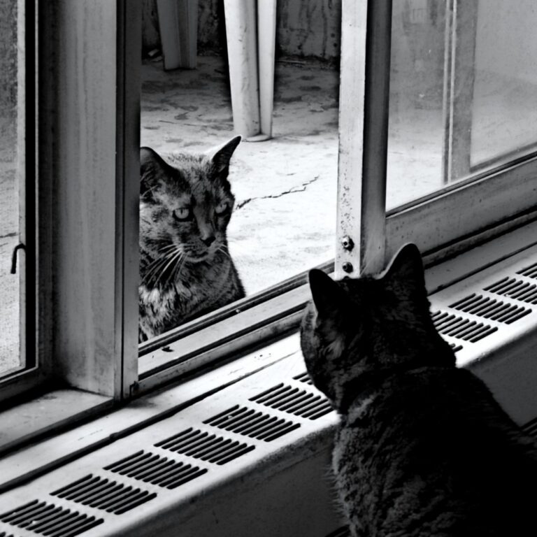 Über Ideologie und Kritik